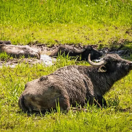 Aparthotel Residenz Royal 4*