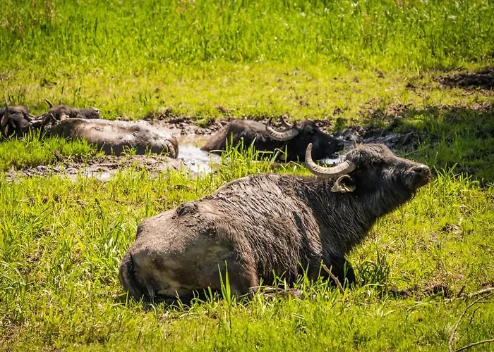 Lejlighedshotel Residenz Royal 4*